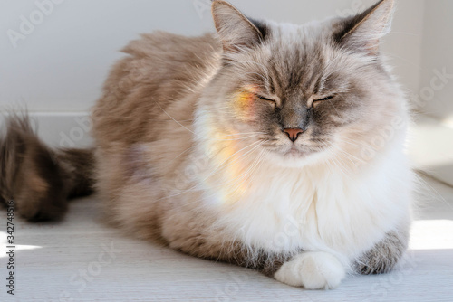 Fluffy cat lies squinting with a rainbow on her face