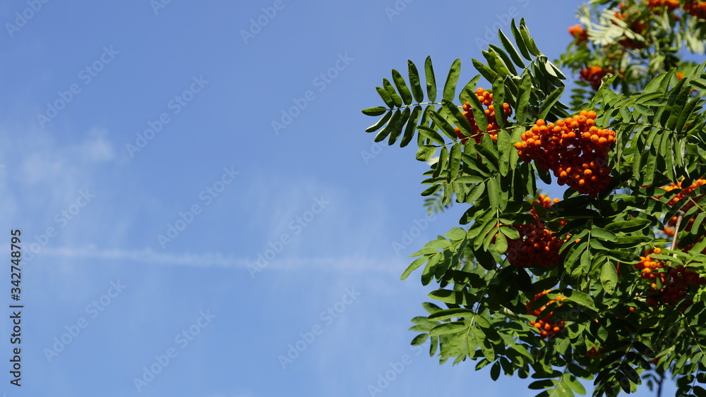 Background with blue sky and branches of ash with red ripe berries and green foliage. Copy space