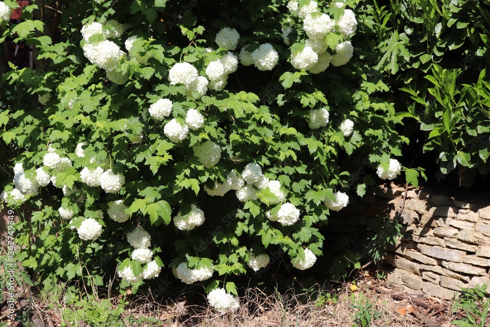Fleurs blanches boule de neige ou viorne obier, du latin Viburnum opulus  roseum au printemps - Village de Corbas - Département du Rhône - France  Stock Photo | Adobe Stock
