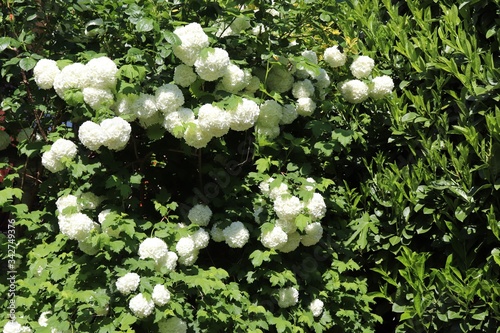 Fleurs blanches boule de neige ou viorne obier, du latin Viburnum opulus roseum au printemps - Village de Corbas - Département du Rhône - France