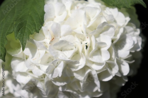 Fleurs blanches boule de neige ou viorne obier, du latin Viburnum opulus roseum au printemps - Village de Corbas - Département du Rhône - France © ERIC