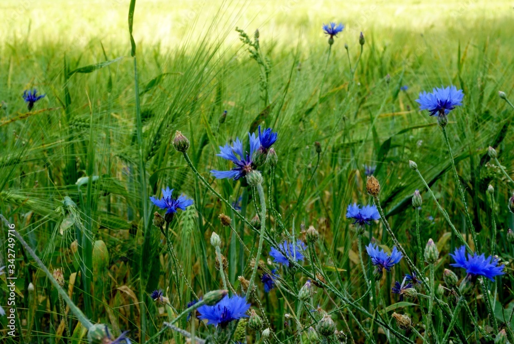 Green Rye field with blue cornflowers Green Rye field with blue cornflowers