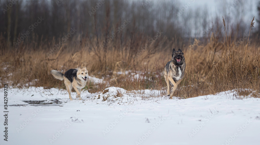 Naklejka premium Dogs running on a snowy field in winter forest