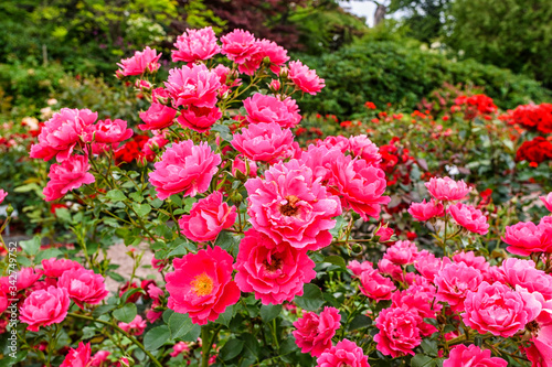 Beautiful pink roses in a garden in the summer