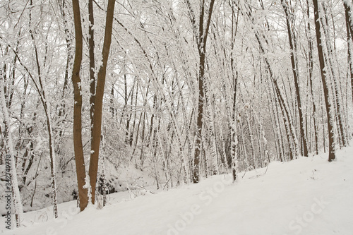 Woods in snow in Feltre valley