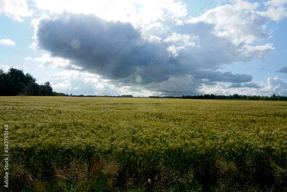 Obraz premium Rye field in Latvia, sunny summer day, forest on background