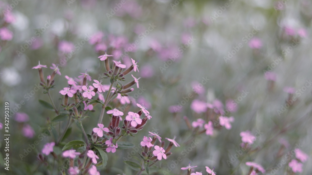 fleur, nature, rose, jardin, printemps, mauve, plante, fleures, vert, été, fleurir, floral, flore, beauté, macro, fleuri, champ, beau, lavande, gros plan, extérieur, bruyère fleur, nature, rose, jardin, printemps, mauve, plante, fleures, vert, été, fleurir, floral, flore, beauté, macro, fleuri, champ, beau, lavande, gros plan, extérieur, bruyère