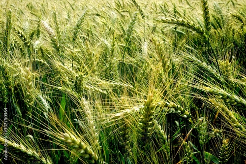 Rye field in Latvia, sunny summer day, forest on background