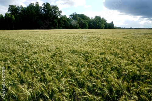 Rye field in Latvia, sunny summer day, forest on background photo