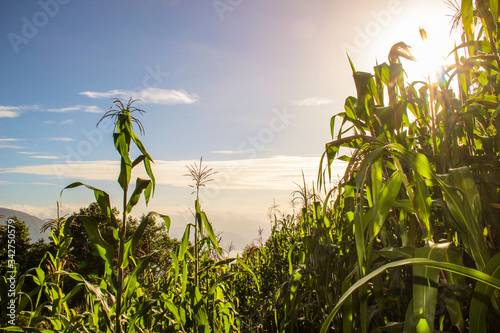 Sun drenched corn fields in the summer