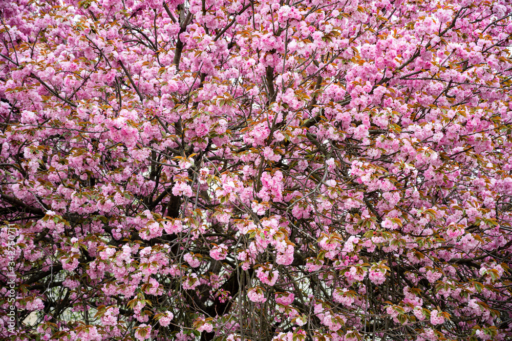 Pink Japanese cherry-tree blossom. Sakura Pink Japanese cherry-tree blossom. Sakura
