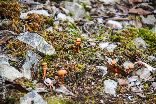 Wild mushrooms growing in an open field