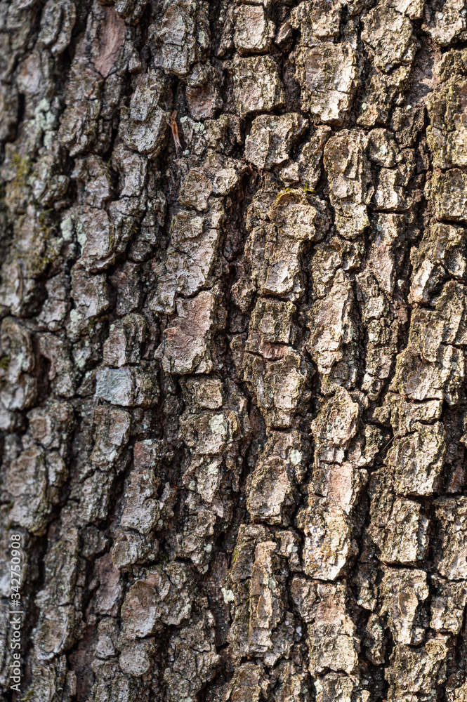 Tree bark texture background Tree bark texture background