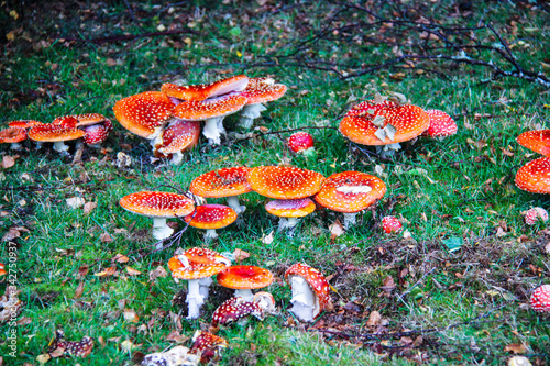 Wild mushrooms growing in an open field