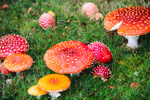 Wild mushrooms growing in an open field