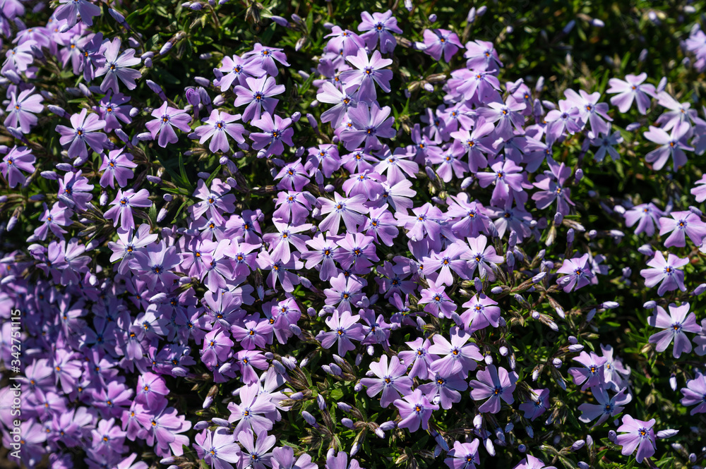 Beautiful light violet violet flowers in spring