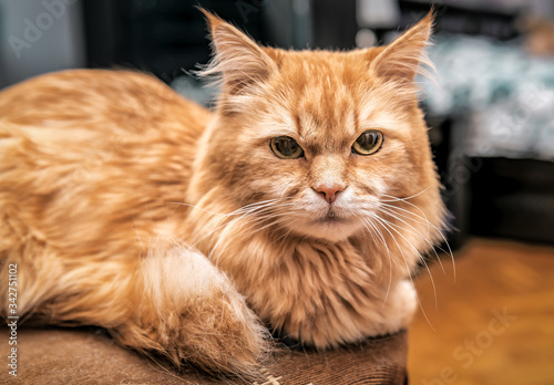 red persian cat portrait