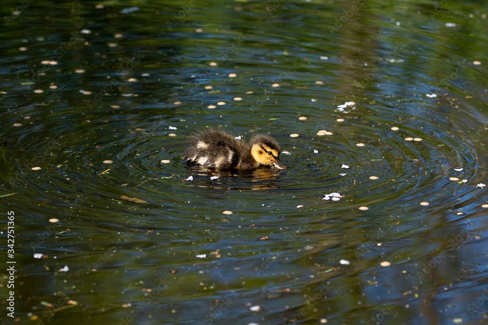 Mallard ducklings swimming on a lake in April sunshine Mallard ducklings swimming on a lake in April sunshine