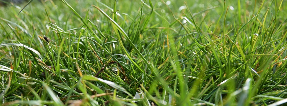 Obraz premium Zielona trawa