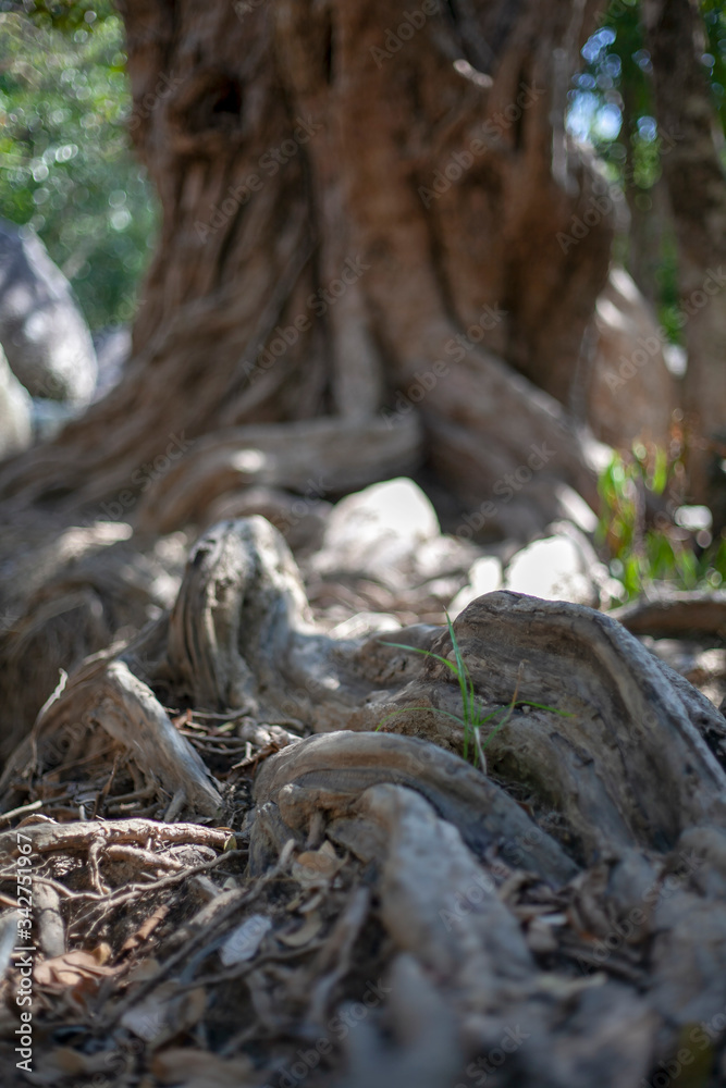 The roots of a tree on a stone in fallen foliage. Natural background.