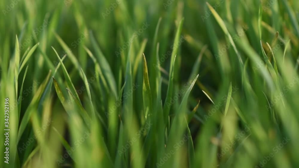 green grass in the wind on the background
green grass in the wind on the background
