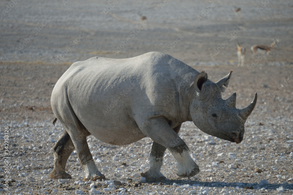 Fototapeta premium RHINOCEROS ETOSHA NATIONAL PARC NAMIBIE