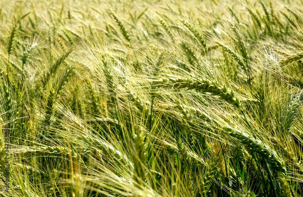 Background of cereal field, close up of cereal field. Tritikale cereal field in summer. Wheat and Rye field in Latvia Background of cereal field, close up of cereal field. Tritikale cereal field in summer. Wheat and Rye field in Latvia