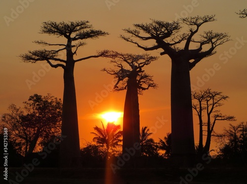 Incredible sunset in the legendary Avenue of the Baobabs, an essential landmark for every world traveler