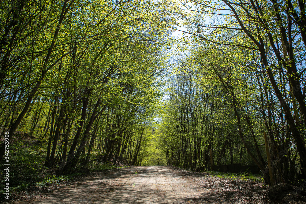A dirt road through a green deciduous forest in a sunny early spring time. Sunlight is shine through the leaves of the trees under the forest trail A dirt road through a green deciduous forest in a sunny early spring time. Sunlight is shine through the leaves of the trees under the forest trail
