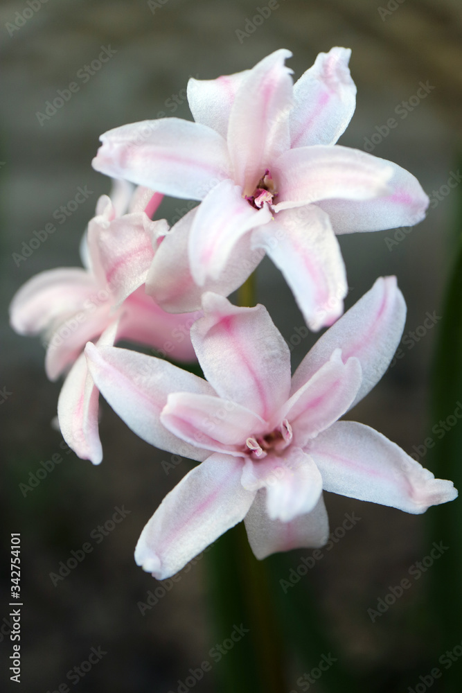 Pink Hyacinth With Soft Petals and Green Leaves In The Garden Pink Hyacinth With Soft Petals and Green Leaves In The Garden