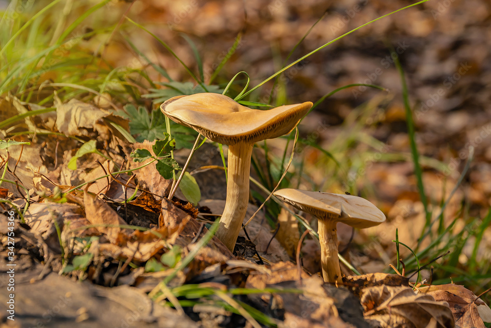 Fototapeta premium mushrooms autumn brown foliage close up