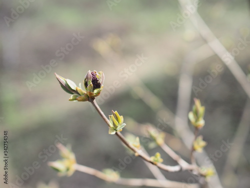 Neutral background of swollen lilac buds in a sunny day. One spring green first sprout.