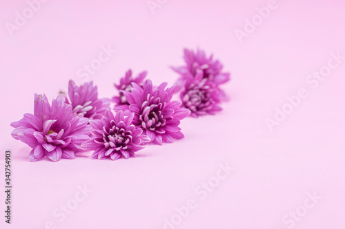 Purple Chrysanthemums sometimes called mums or chrysanths are  on pink its flowering plants of the genus Chrysanthemum in the family Asteraceae. 