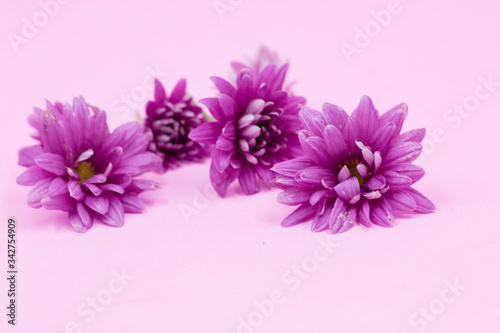 Purple Chrysanthemums sometimes called mums or chrysanths,are  on pink its flowering plants of the genus Chrysanthemum in the family Asteraceae. 