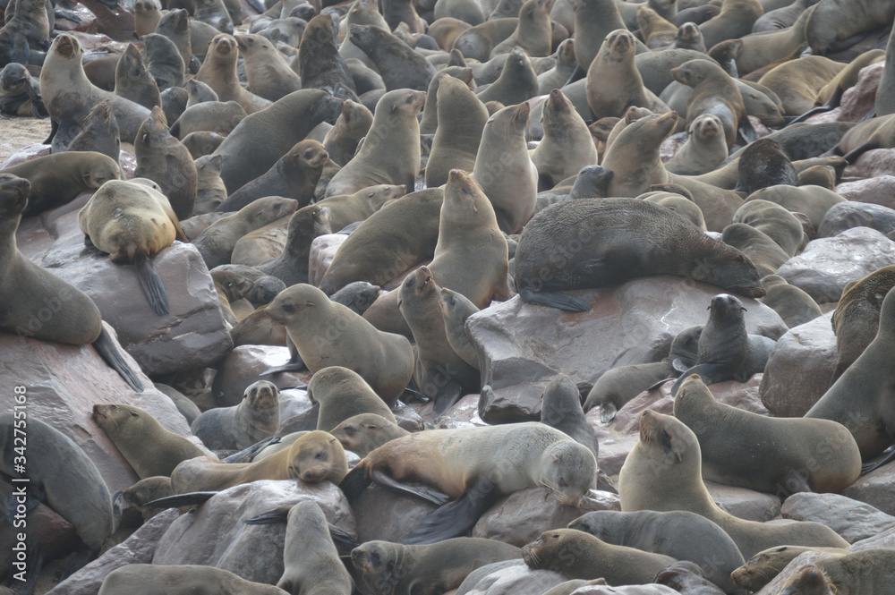 Obraz premium TROUPEAU D'OTARIES CAPE CROSS NAMIBIE 