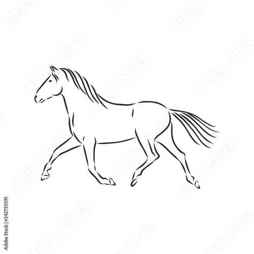 running horse vector illustration - black and white outline. beautiful horse  horse icon  vector sketch illustration