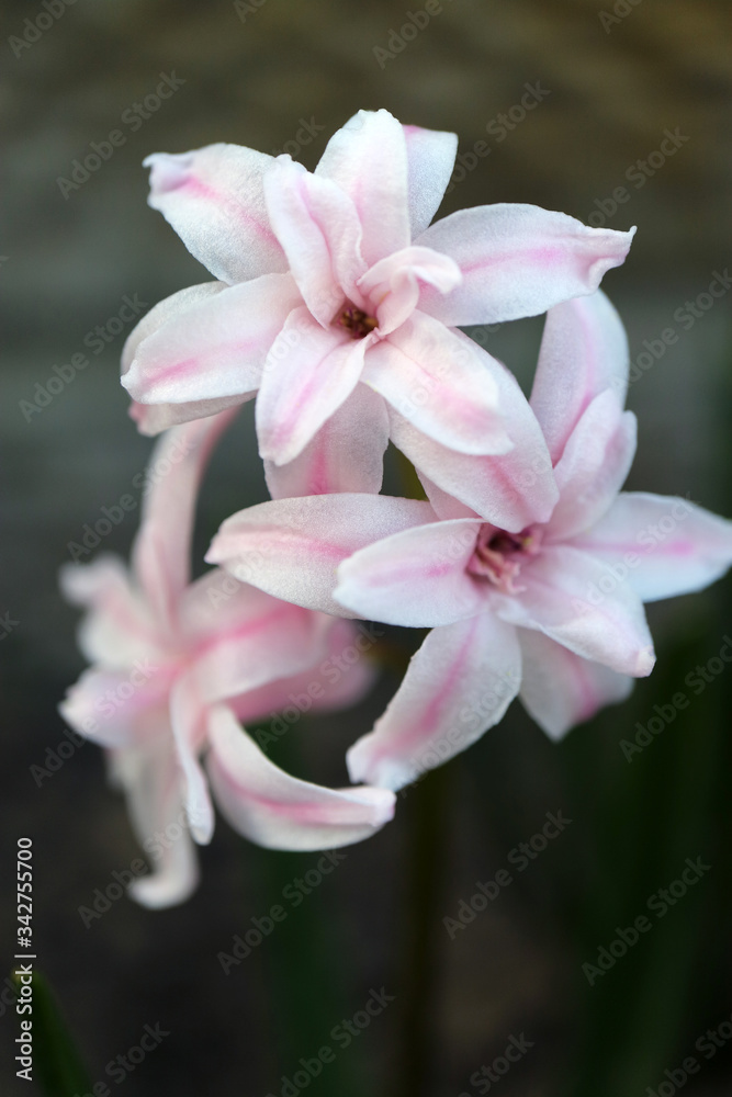 Pink Hyacinth With Soft Petals and Green Leaves In The Garden Pink Hyacinth With Soft Petals and Green Leaves In The Garden