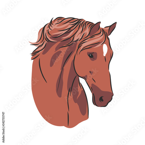 realistic horse portrait vector illustration, horse portrait, horse head, vector illustration © Elala 9161