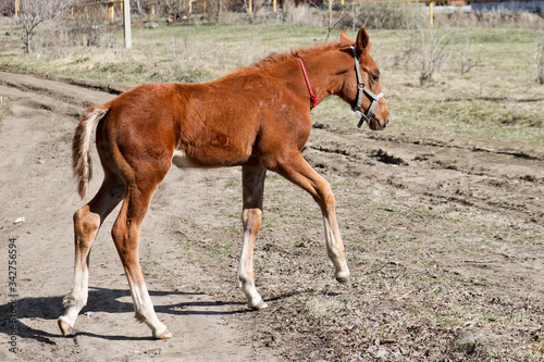 A two-week-old foal learns to graze outdoors in early spring. Cute pet © ss404045