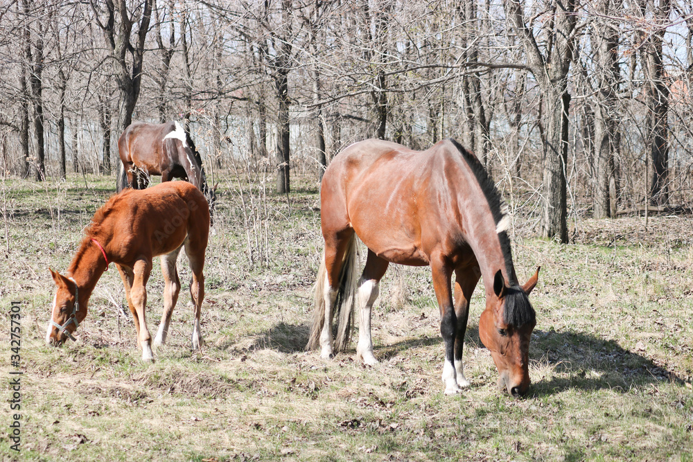 Obraz premium A two-week-old foal learns to graze outdoors in early spring next to its mother. Cute pet