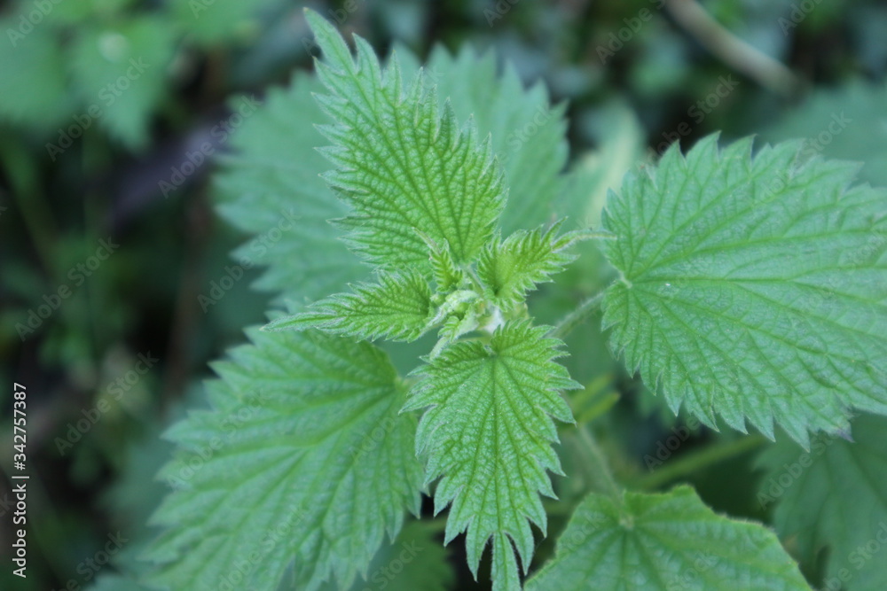 close up of green nettle close up of green nettle