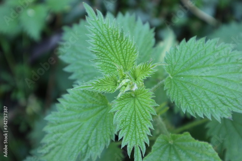 close up of green nettle
