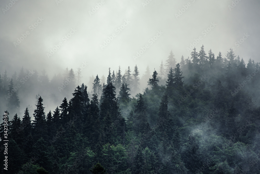 Misty mountain landscape - obrazy, fototapety, plakaty 