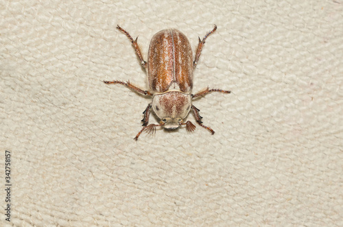 closeup the female beetle (Polyphylla alba)