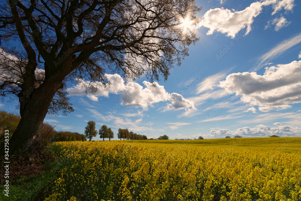 Obraz premium Blühender Raps