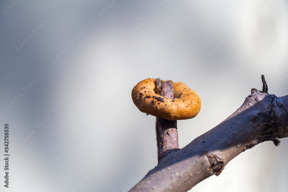 a bagel on a tree, hidden by a squirrel for the winter a bagel on a tree, hidden by a squirrel for the winter