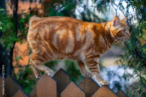 Obraz na plátně a red Bobtail cat walks in the garden in early spring