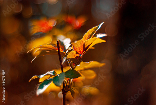 orange flowers on the tree