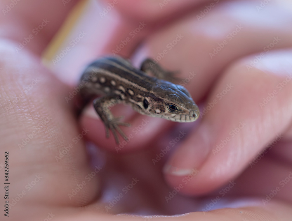 lizard in hand close-up in partial blur. lizard in hand close-up in partial blur.