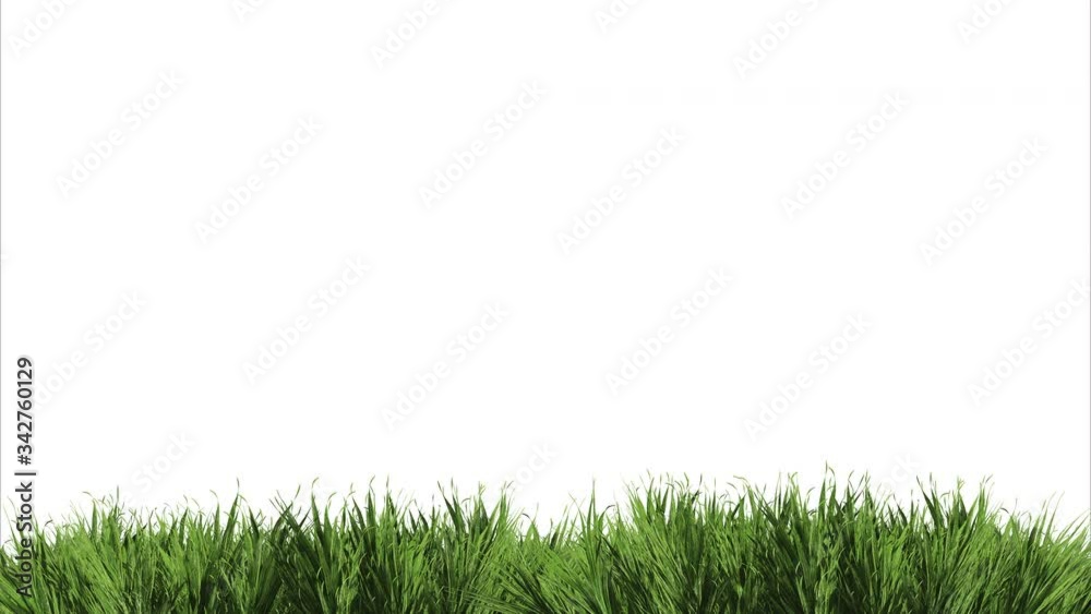Animation of a very real grass in the wind on a white background Animation of a very real grass in the wind on a white background